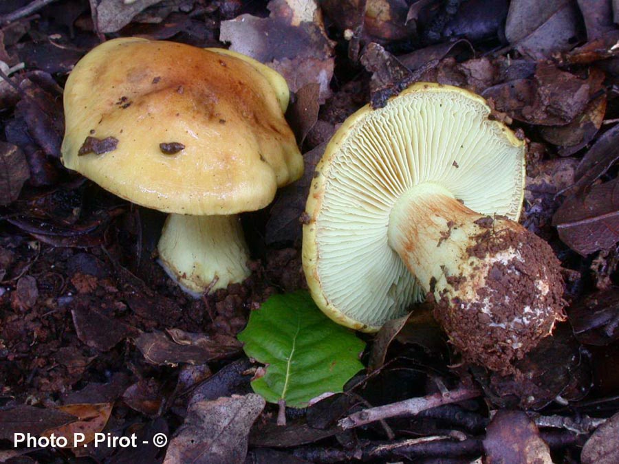 Cortinarius aurilicis