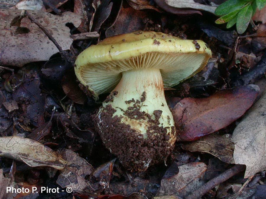 Cortinarius aurilicis