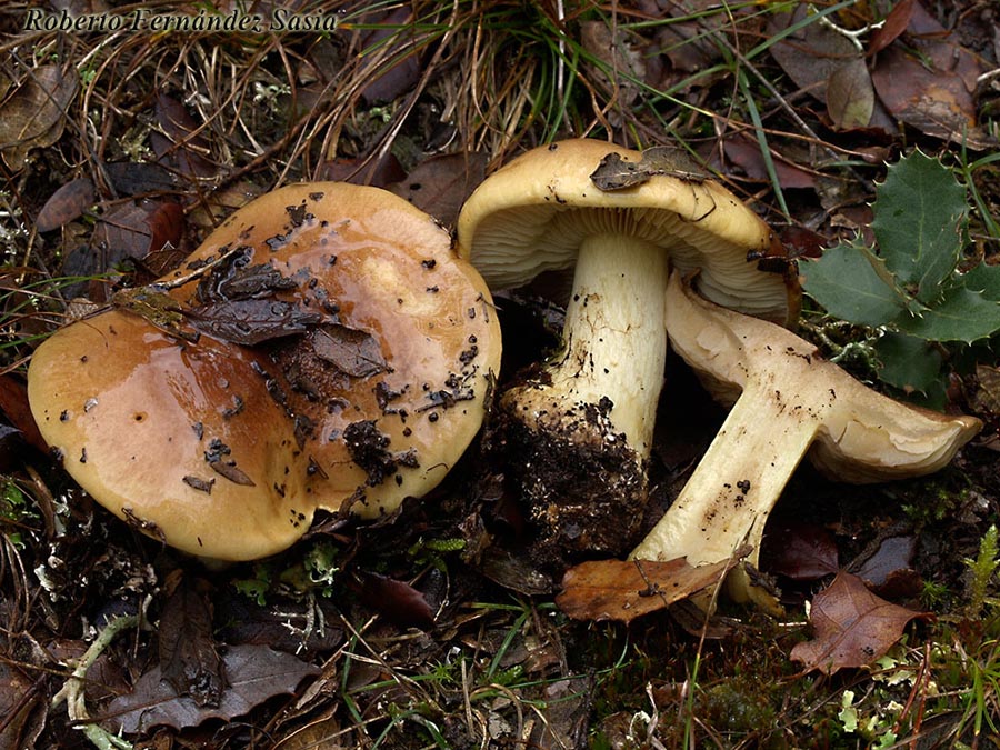 Cortinarius aurilicis