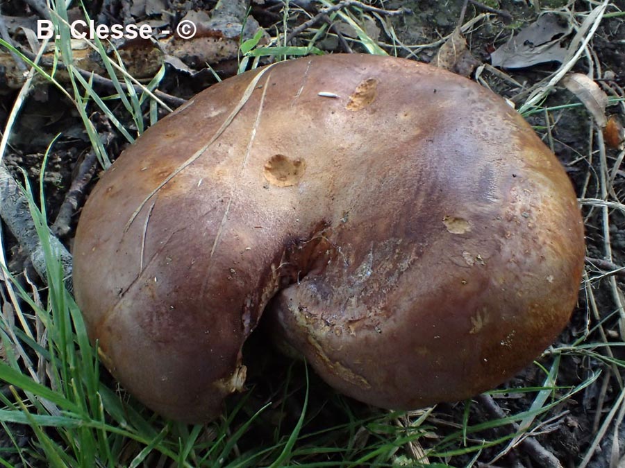 Cortinarius balteatocumatilis