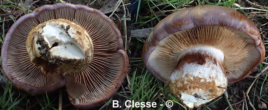 Cortinarius balteatocumatilis