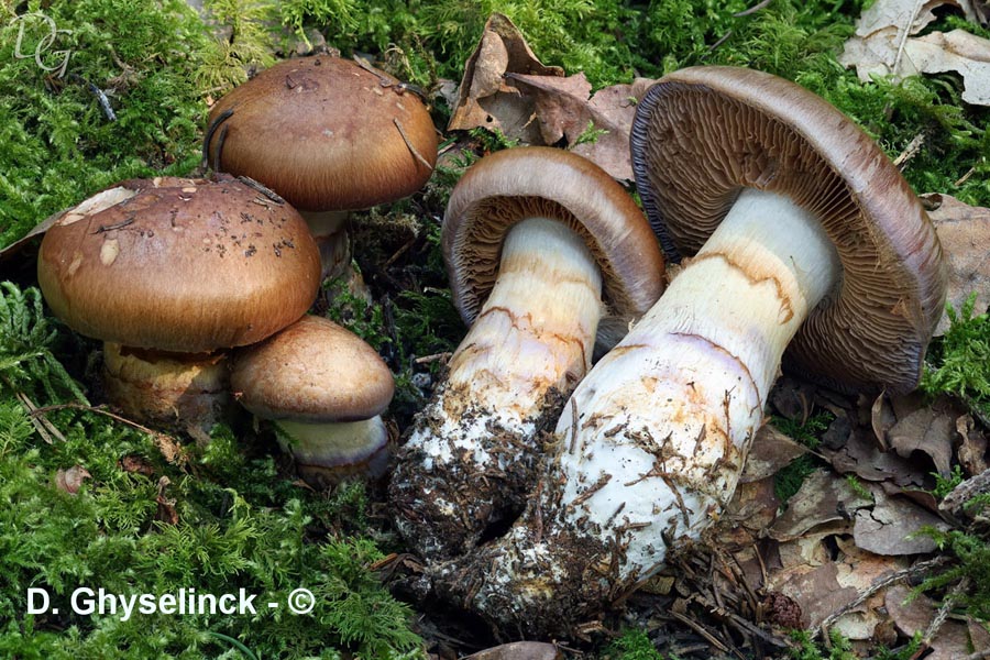 Cortinarius balteatocumatilis