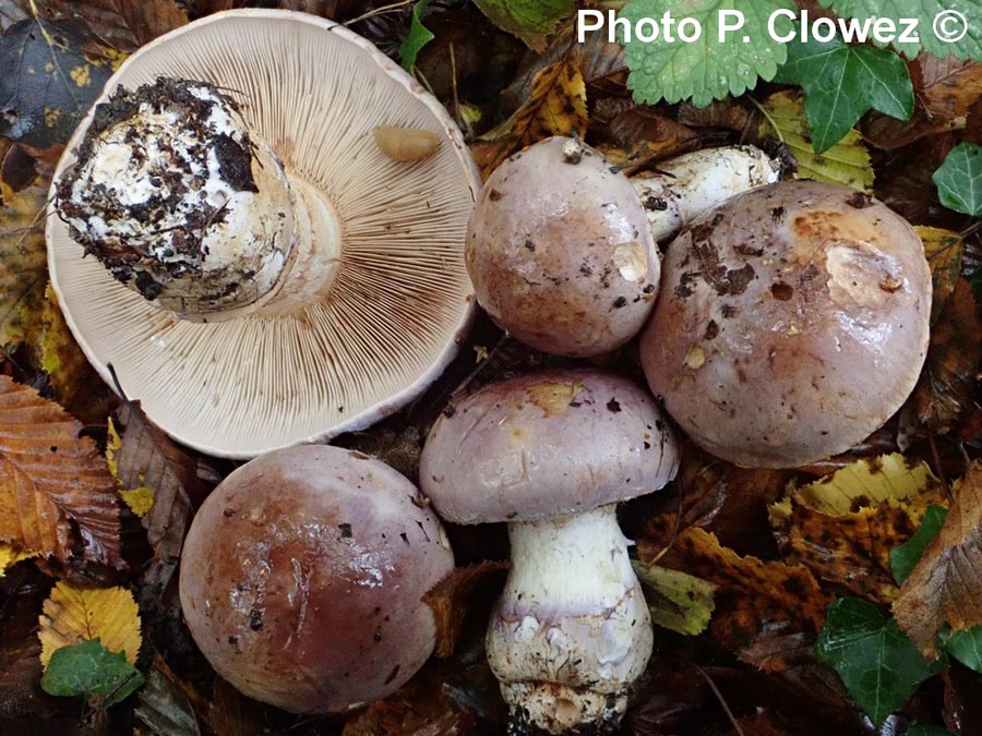 Cortinarius balteatocumatilis