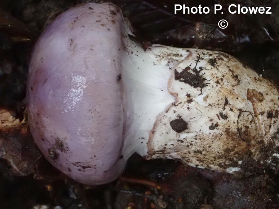 Cortinarius balteatocumatilis