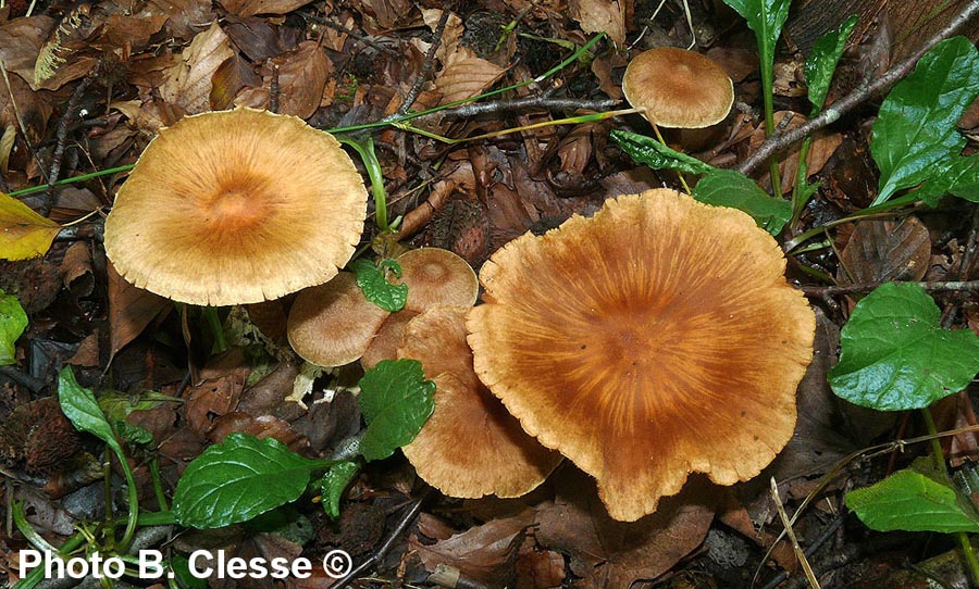 Cortinarius basililaceus