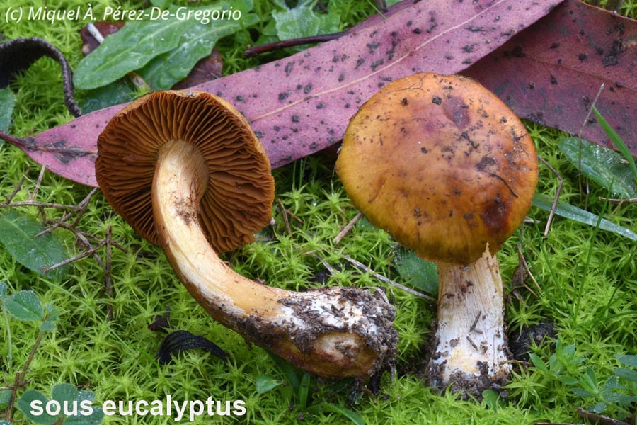 Cortinarius bisporiger