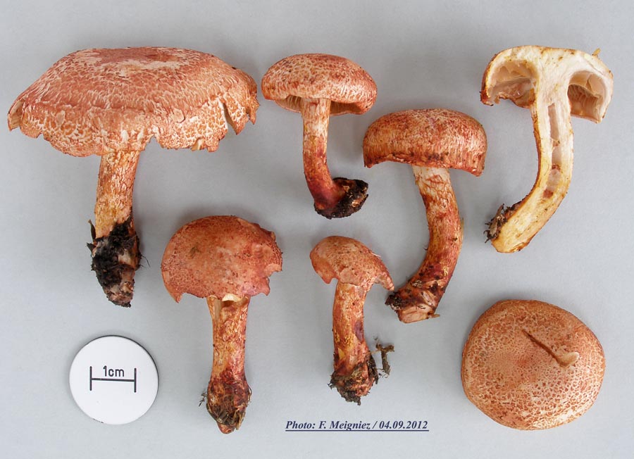 Cortinarius bolaris