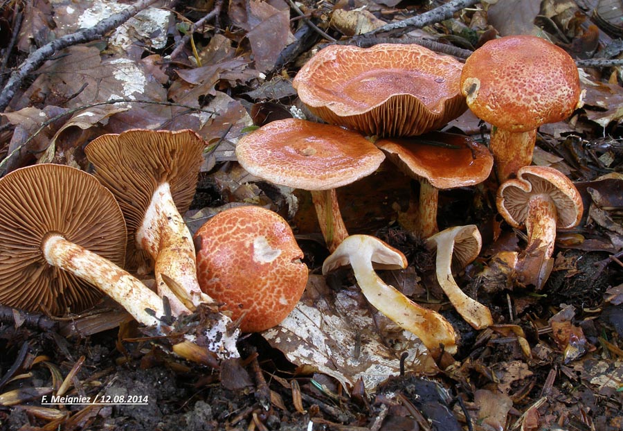 Cortinarius bolaris