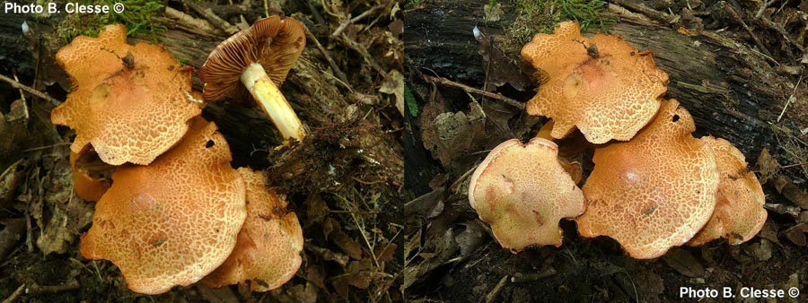 Cortinarius bolaris