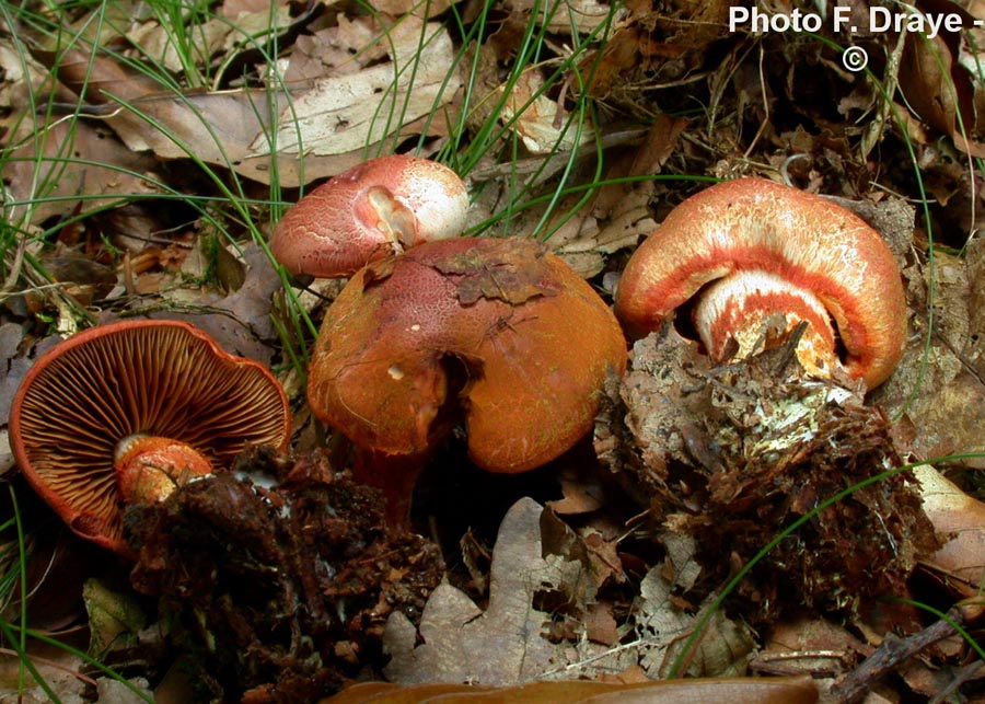 Cortinarius bolaris