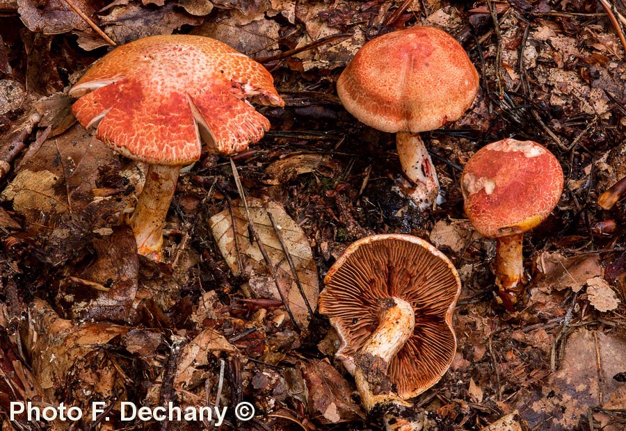 Cortinarius bolaris