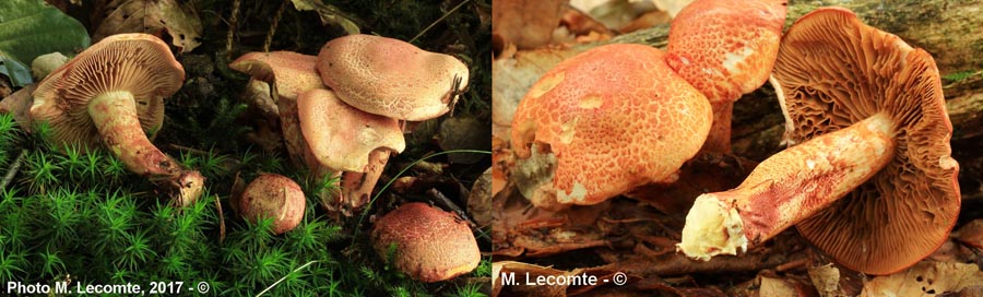 Cortinarius bolaris