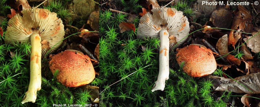 Cortinarius bolaris