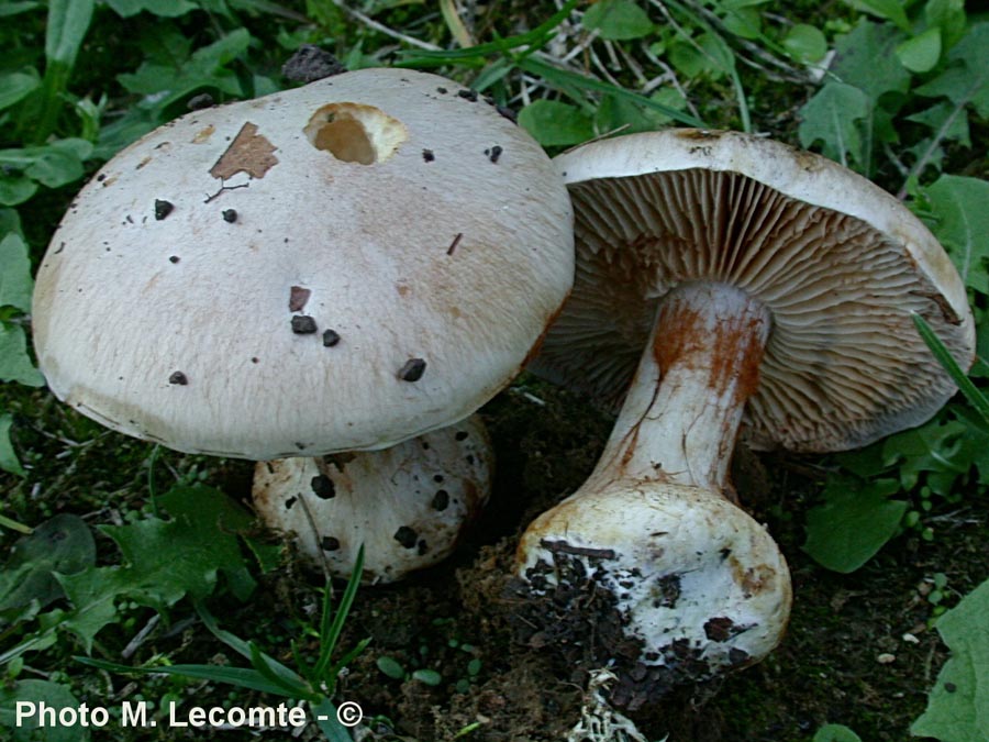 Cortinarius boudieri