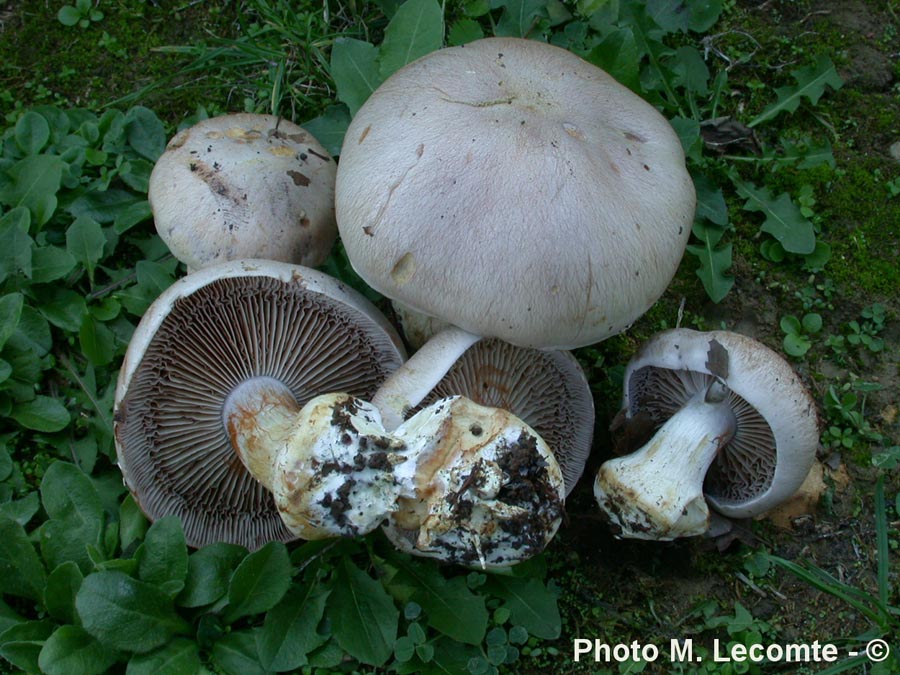 Cortinarius boudieri