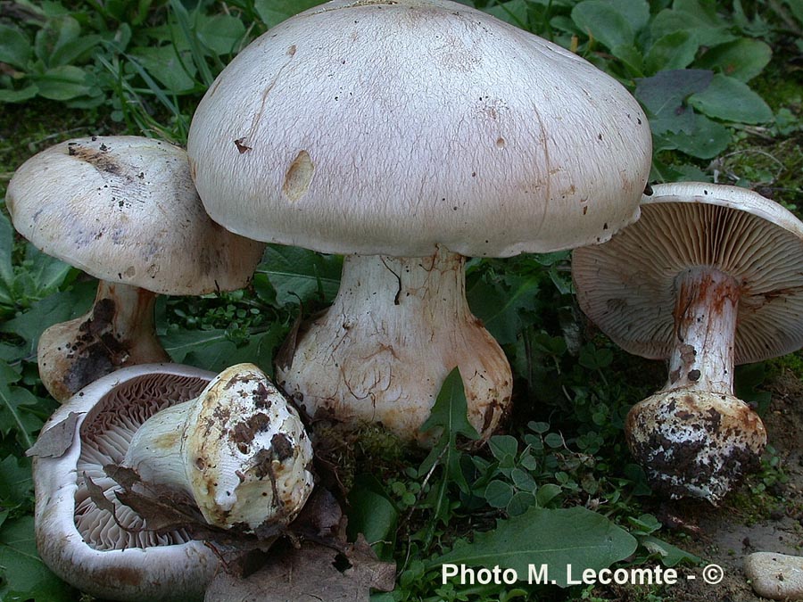 Cortinarius boudieri