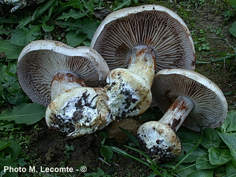 Cortinarius boudieri