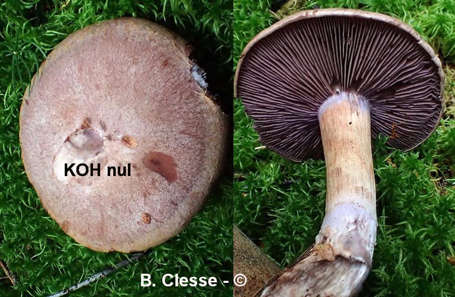 Cortinarius brunneotinctus