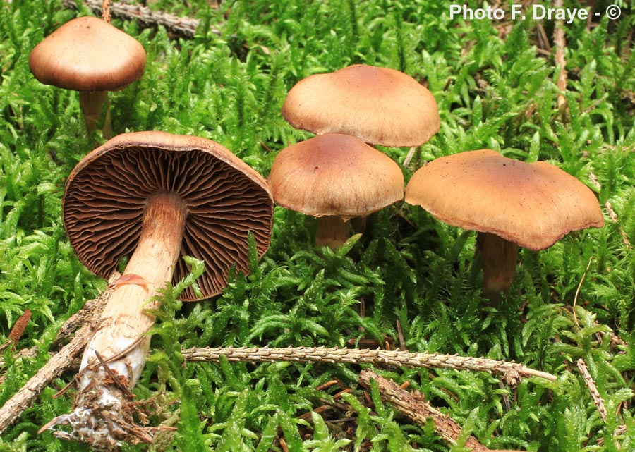 Cortinarius brunneus