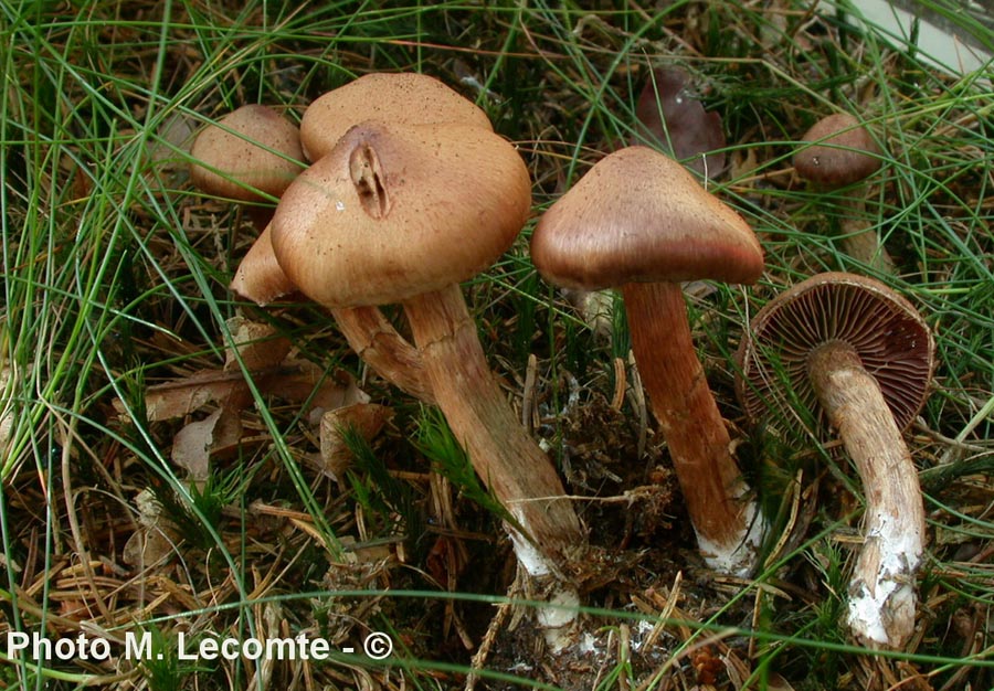 Cortinarius brunneus