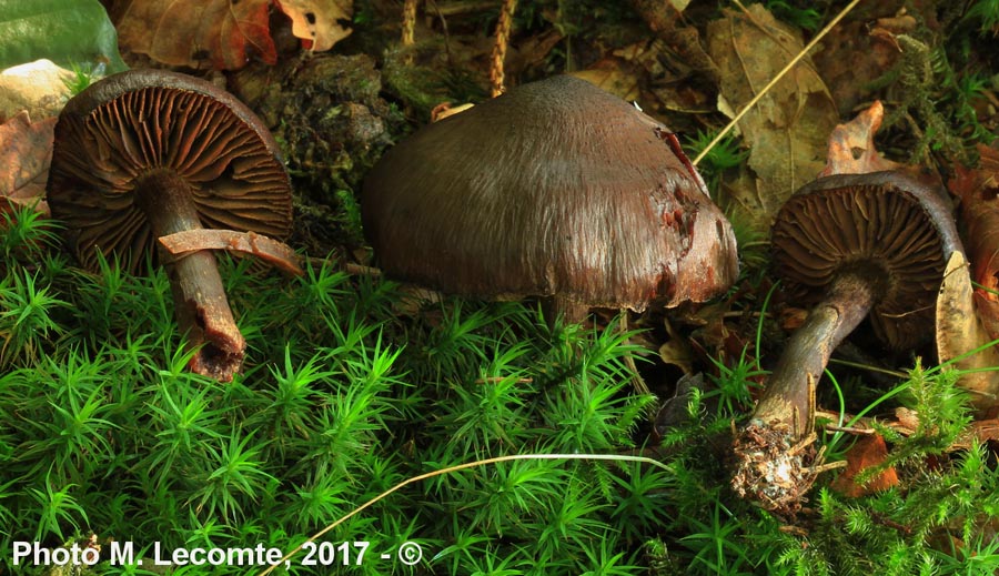 Cortinarius brunneus