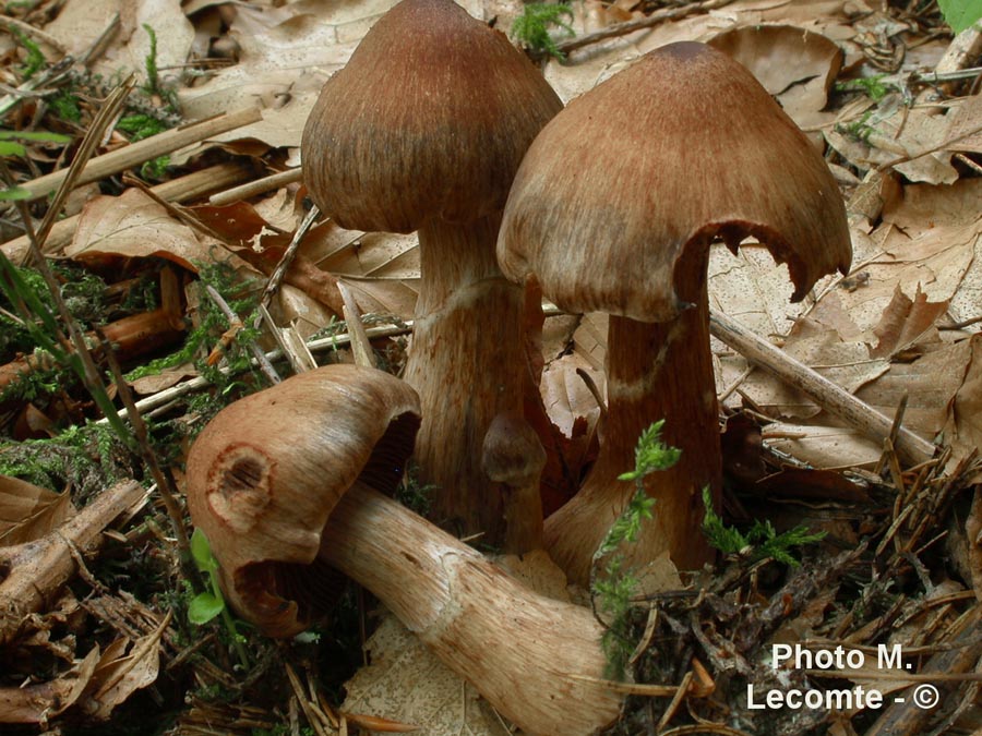 Cortinarius brunneus