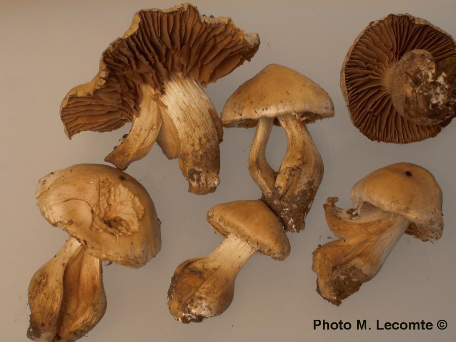 Cortinarius bulbosus