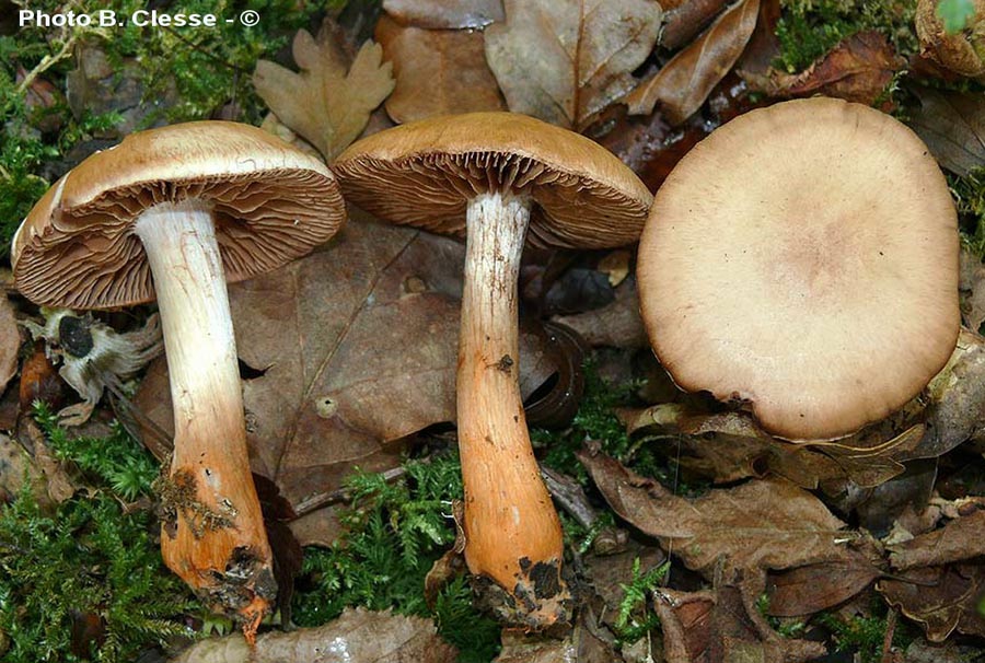 Cortinarius bulliardii