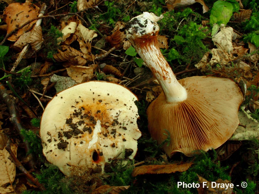 Cortinarius caesiocortinatus