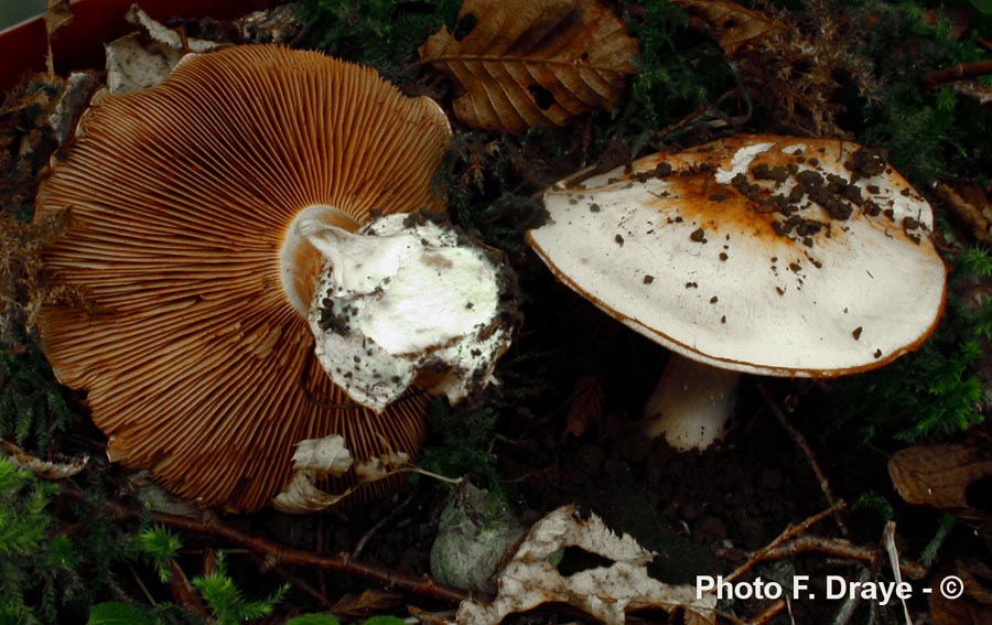 Cortinarius caesiocortinatus