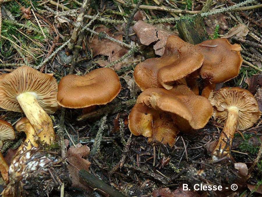 Cortinarius callisteus