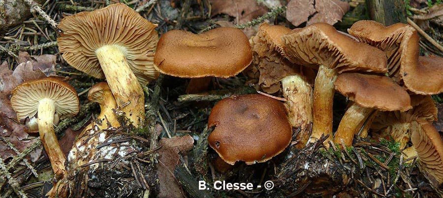 Cortinarius callisteus