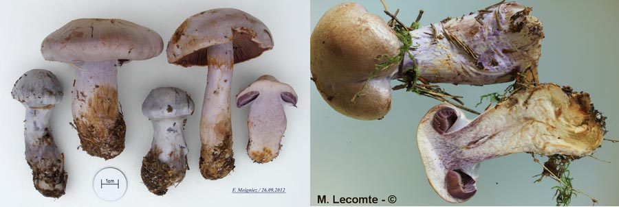 Cortinarius camphoratus