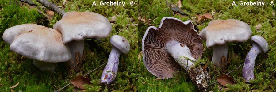 Cortinarius camphoratus