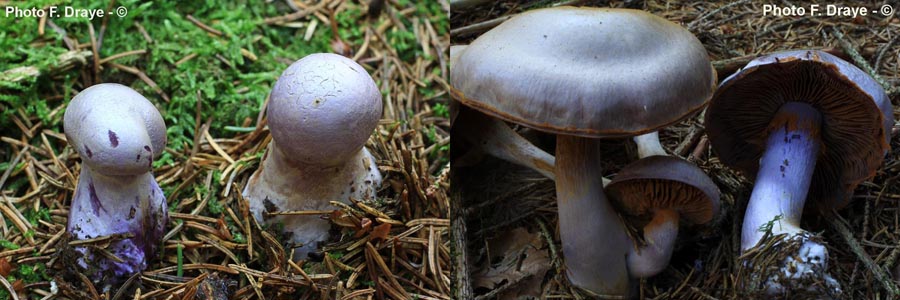 Cortinarius-camphoratus