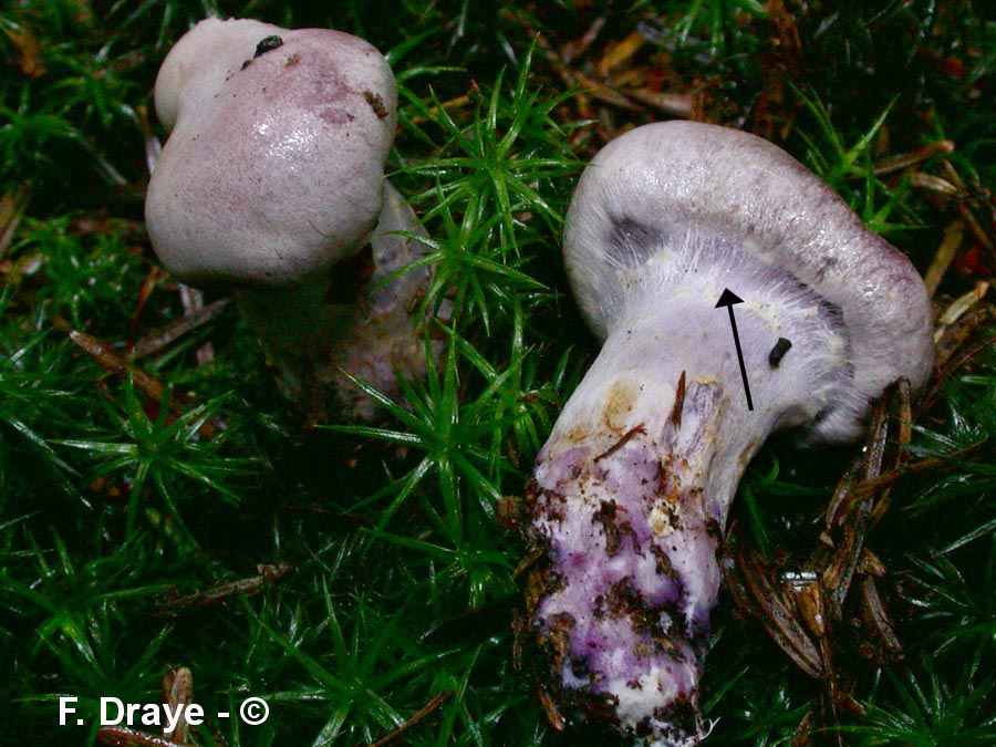 Cortinarius camphoratus