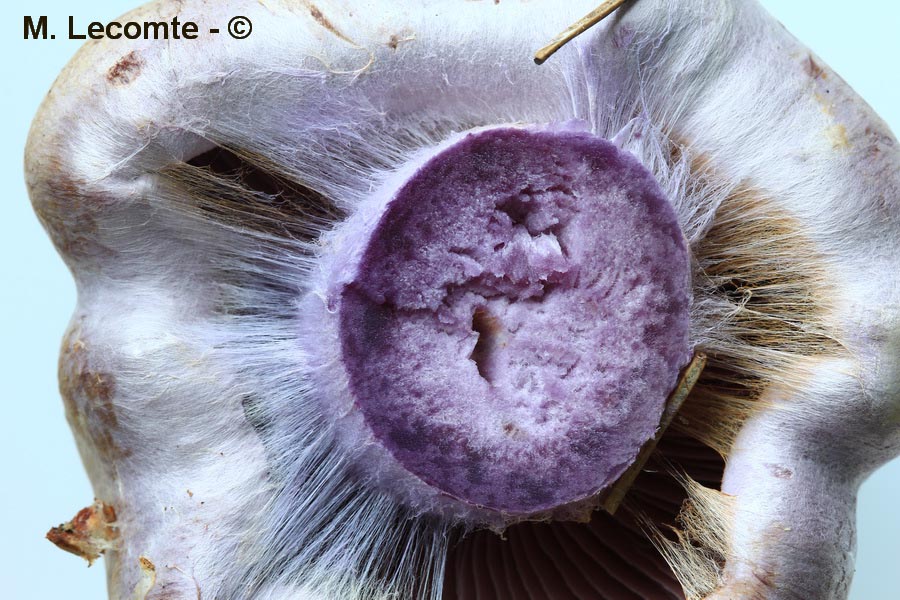 Cortinarius camphoratus