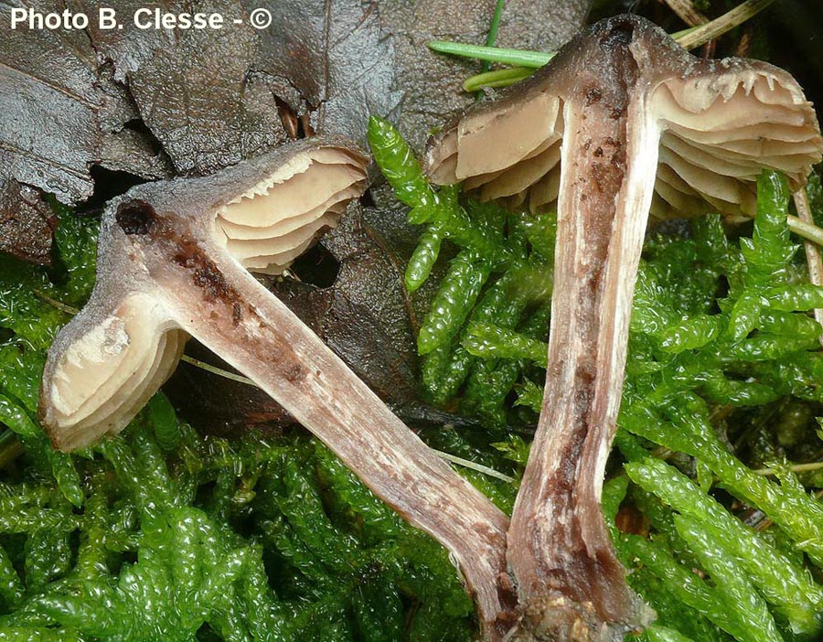 Cortinarius castaneus var. erythrinus