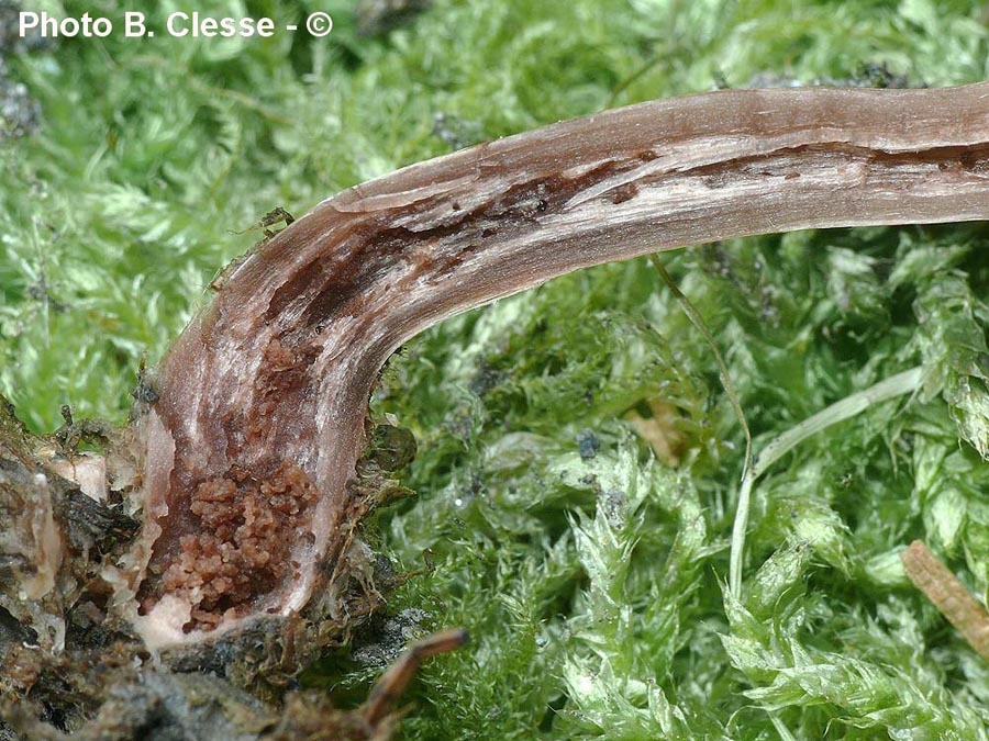 Cortinarius castaneus var. erythrinus