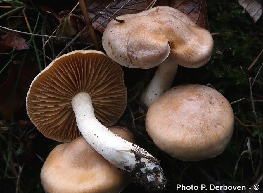 Cortinarius causticus