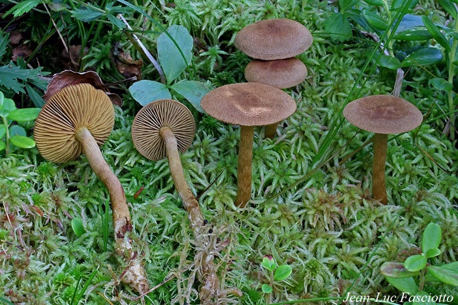 Cortinarius chrysolitus
