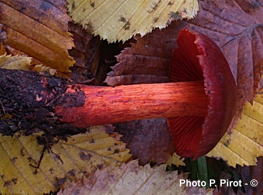 Cortinarius cinnabarinus