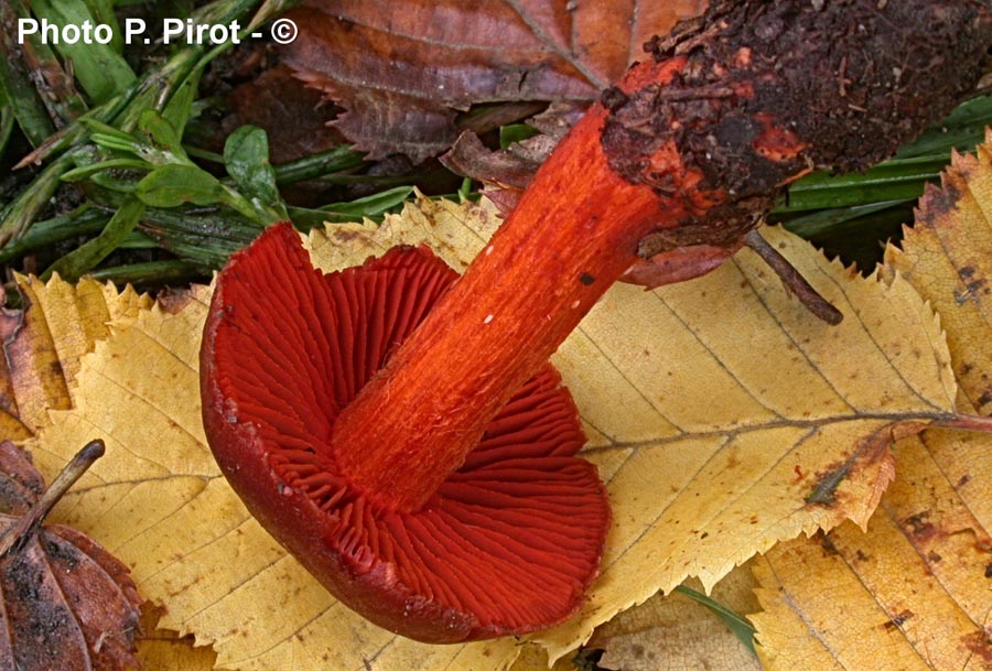 Cortinarius cinnabarinus