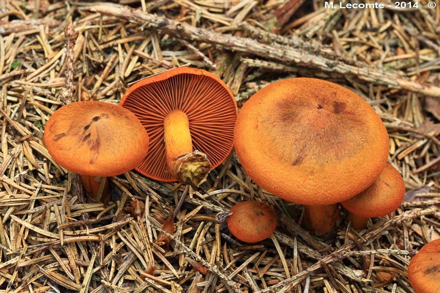 Cortinarius cinnamomeus