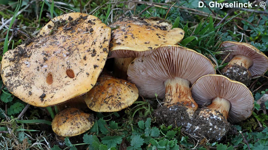 Cortinarius cisticola