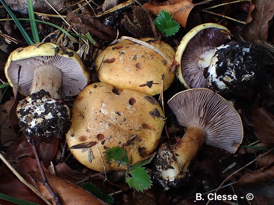 Cortinarius cisticola