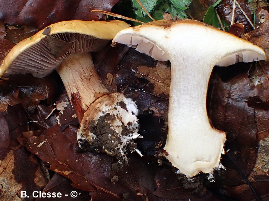 Cortinarius cisticola