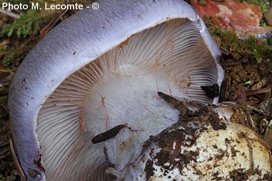 Cortinarius coerulescens