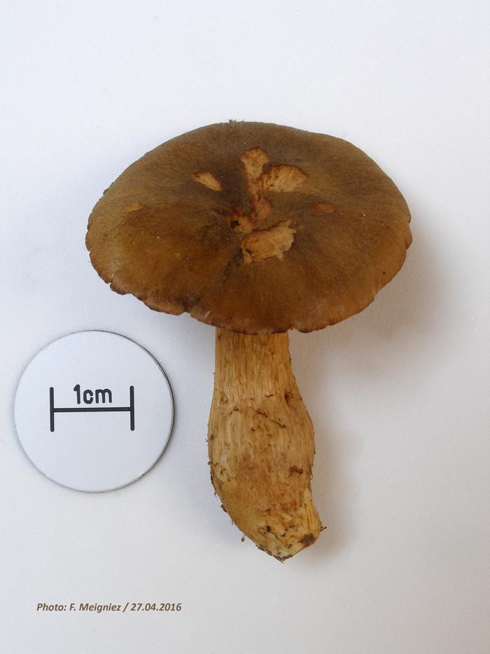 Cortinarius colymbadinus