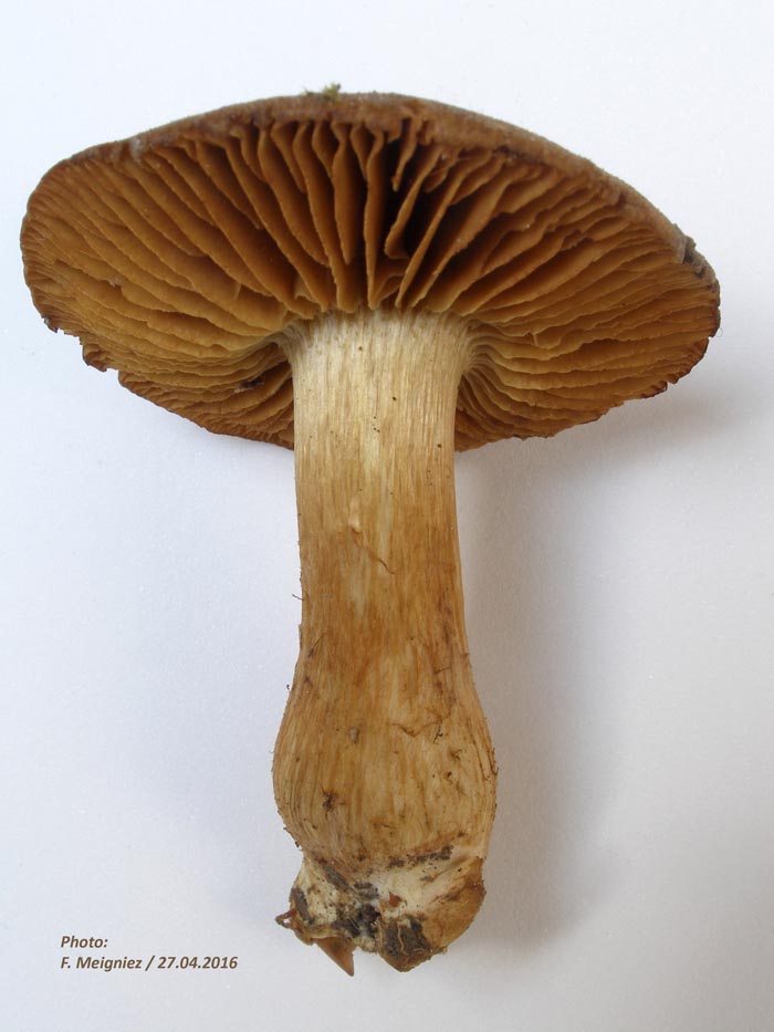 Cortinarius colymbadinus